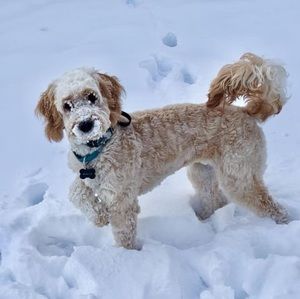 Meet your Posher, Carol